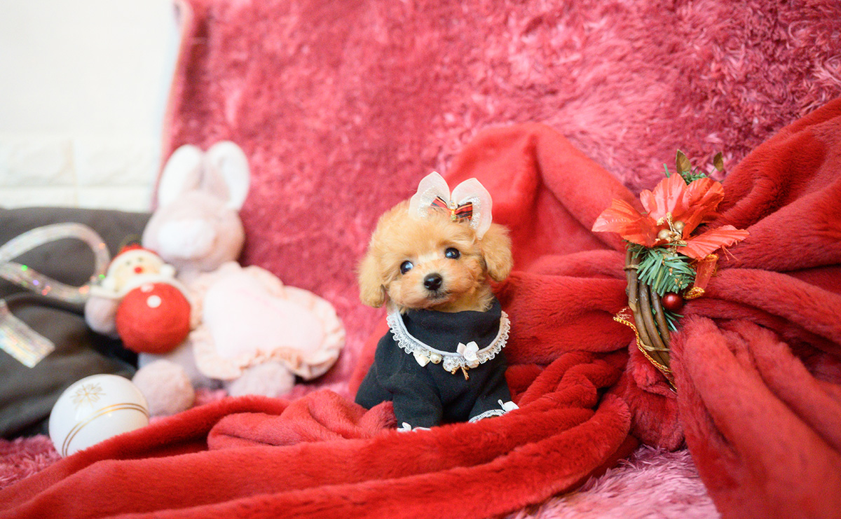 ティーカッププードルのアプリコットの女の子｜2025年10月18日生まれ｜No.11007｜画像9枚目