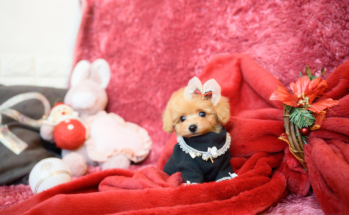 ティーカッププードルのアプリコットの女の子｜2025年10月18日生まれ｜No.11007｜画像10枚目