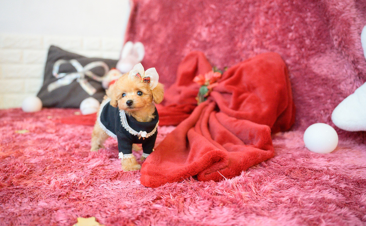 ティーカッププードルのアプリコットの女の子｜2025年10月18日生まれ｜No.11007｜画像12枚目