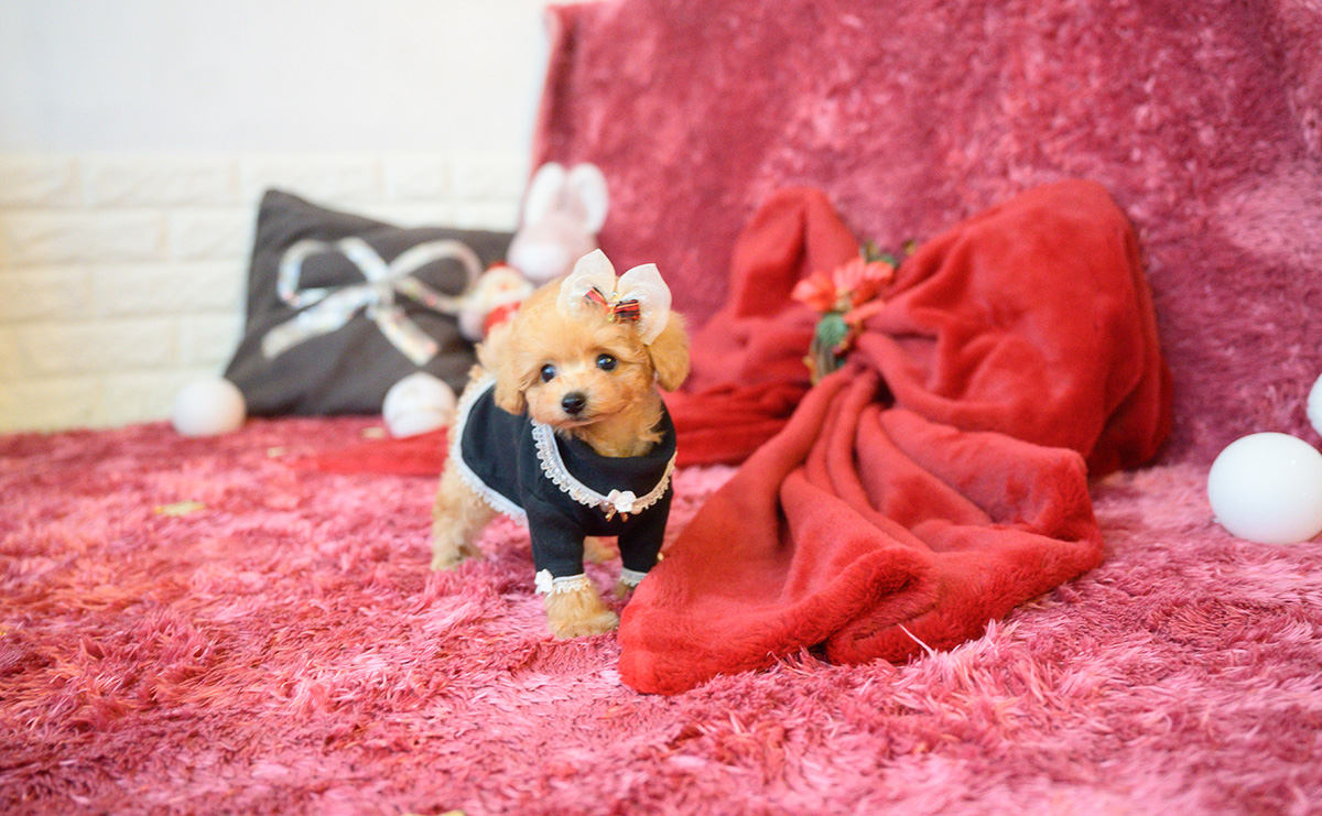 ティーカッププードルのアプリコットの女の子｜2025年10月18日生まれ｜No.11007｜画像13枚目