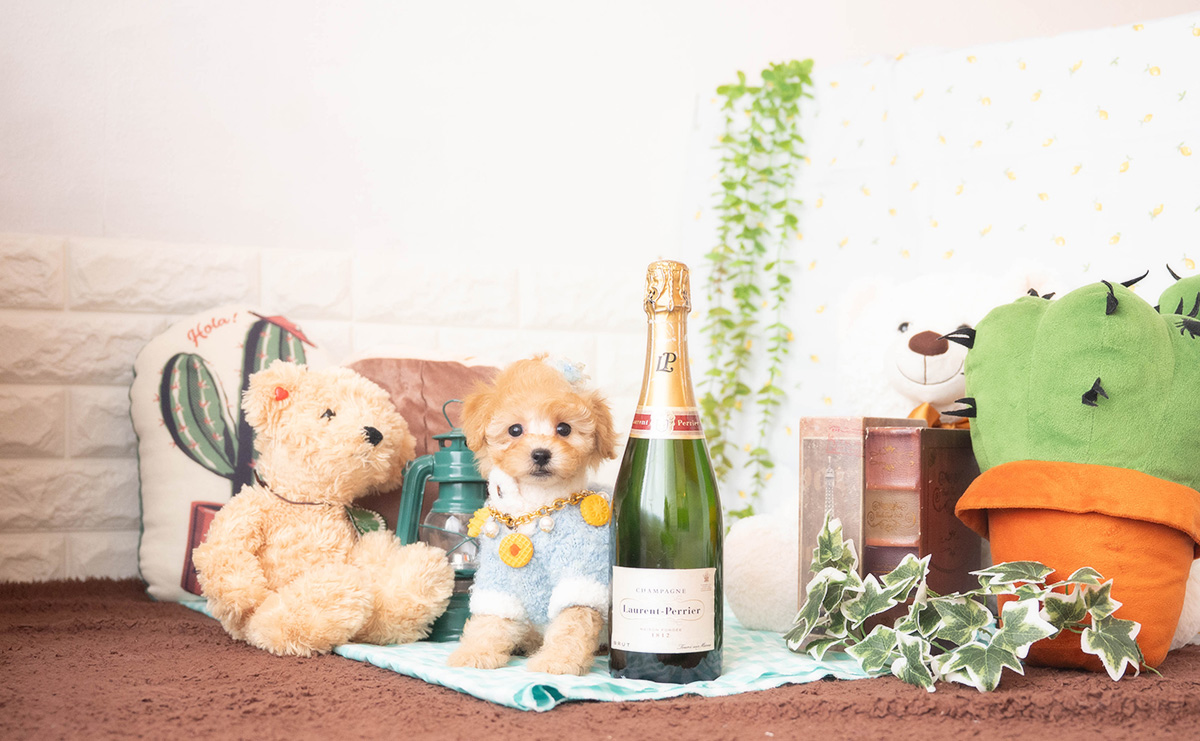 トイプードルのアプリコットの男の子｜2025年10月25日生まれ｜No.11009｜画像1枚目