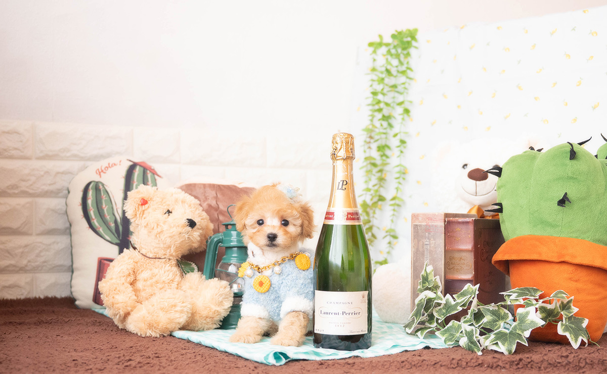 トイプードルのアプリコットの男の子｜2025年10月25日生まれ｜No.11009｜画像2枚目