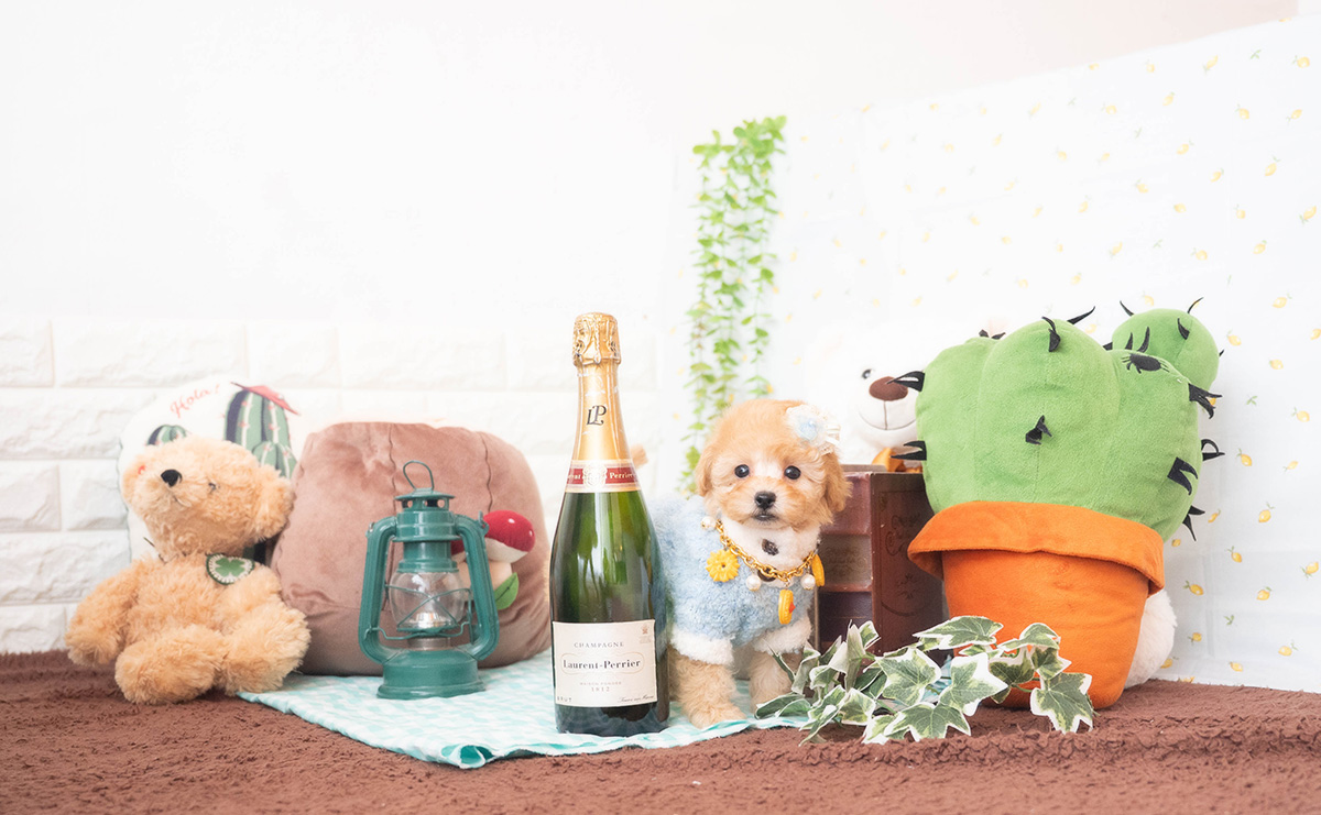 トイプードルのアプリコットの男の子｜2025年10月25日生まれ｜No.11009｜画像3枚目