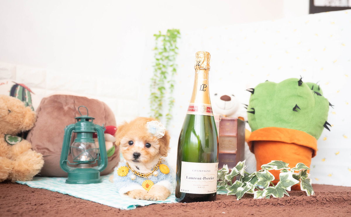 トイプードルのアプリコットの男の子｜2025年10月25日生まれ｜No.11009｜画像4枚目