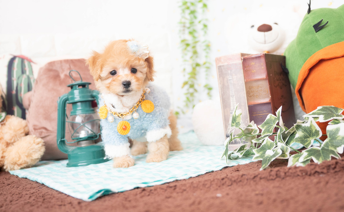 トイプードルのアプリコットの男の子｜2025年10月25日生まれ｜No.11009｜画像5枚目