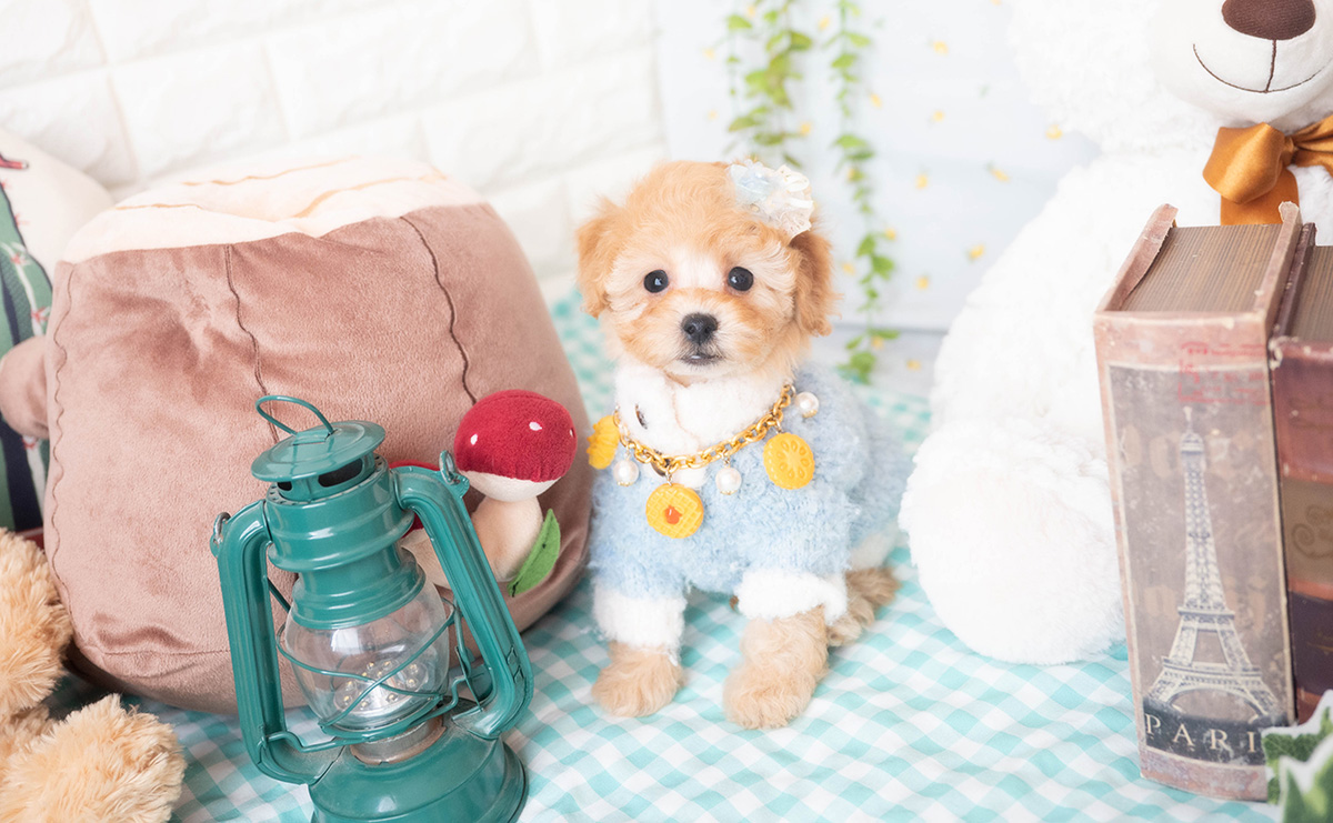 トイプードルのアプリコットの男の子｜2025年10月25日生まれ｜No.11009｜画像0枚目