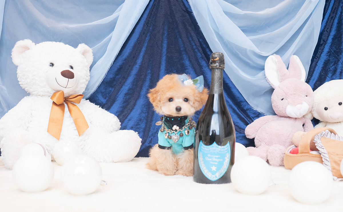 ティーカッププードルのアプリコットの男の子｜2025年9月27日生まれ｜No.11018｜画像3枚目