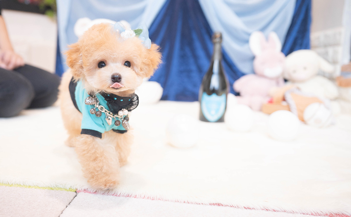 ティーカッププードルのアプリコットの男の子｜2025年9月27日生まれ｜No.11018｜画像4枚目