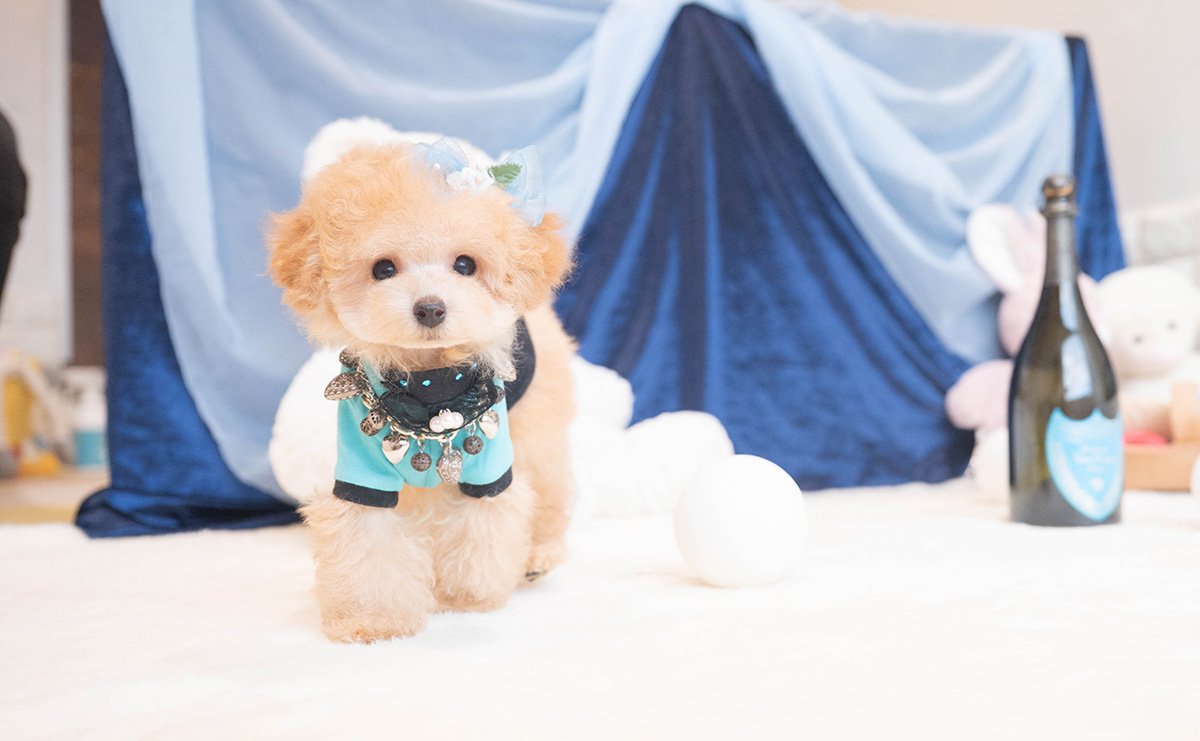 ティーカッププードルのアプリコットの男の子｜2025年9月27日生まれ｜No.11018｜画像5枚目