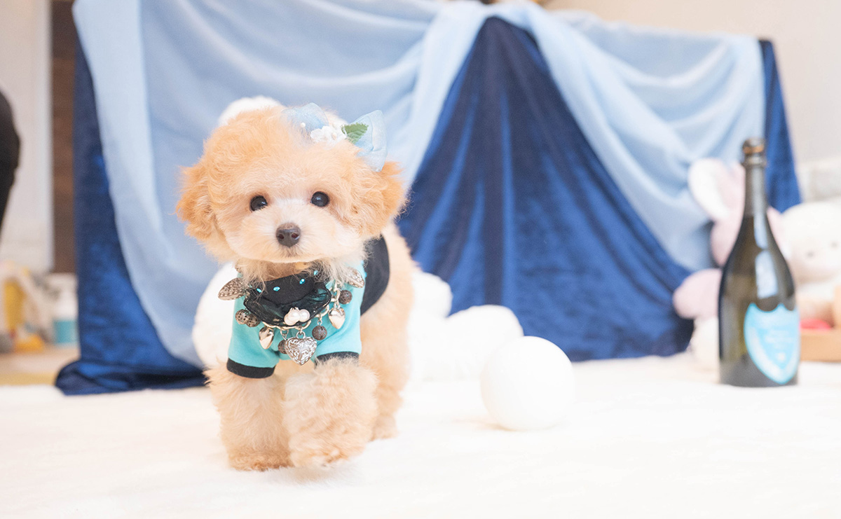 ティーカッププードルのアプリコットの男の子｜2025年9月27日生まれ｜No.11018｜画像6枚目