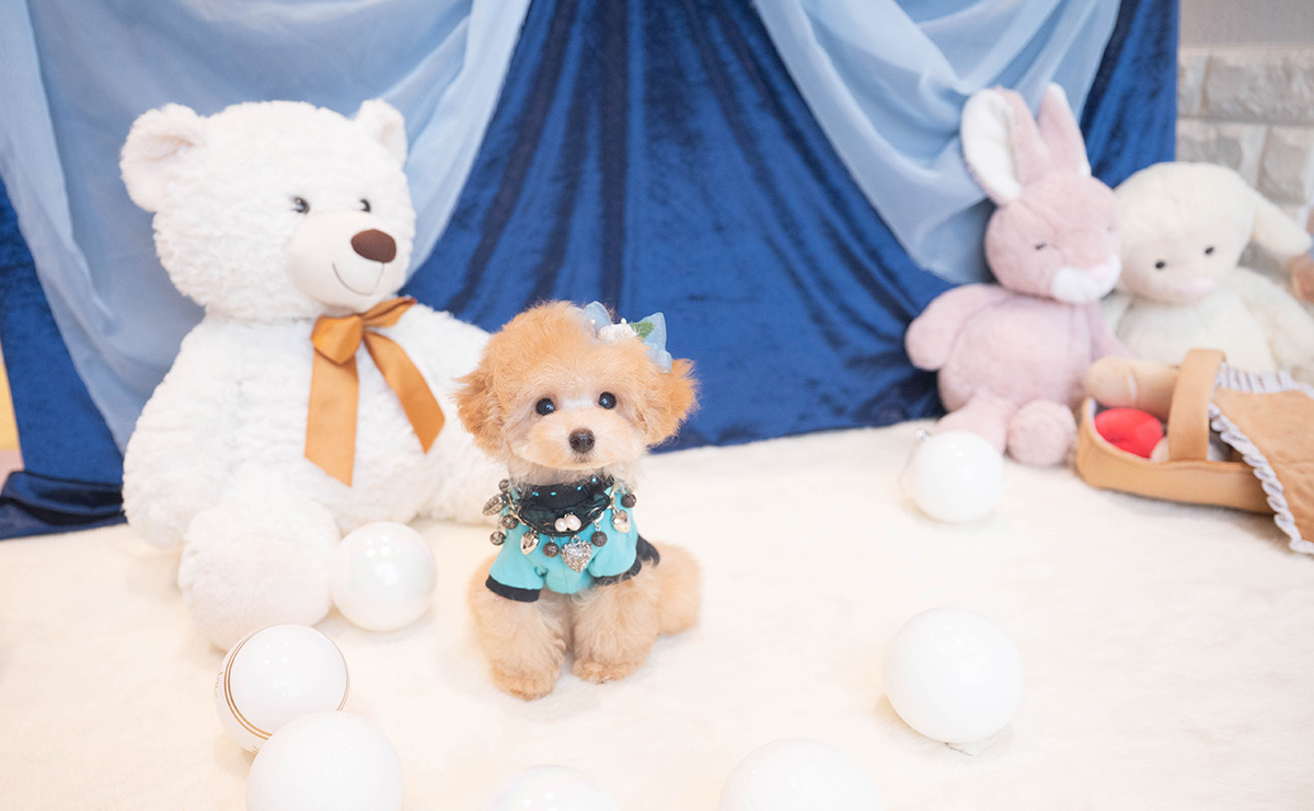 ティーカッププードルのアプリコットの男の子｜2025年9月27日生まれ｜No.11018｜画像7枚目