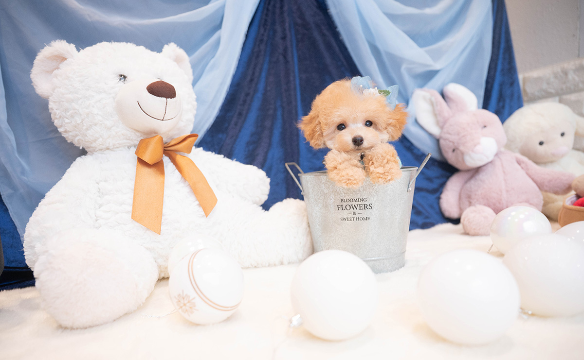 ティーカッププードルのアプリコットの男の子｜2025年9月27日生まれ｜No.11018｜画像2枚目