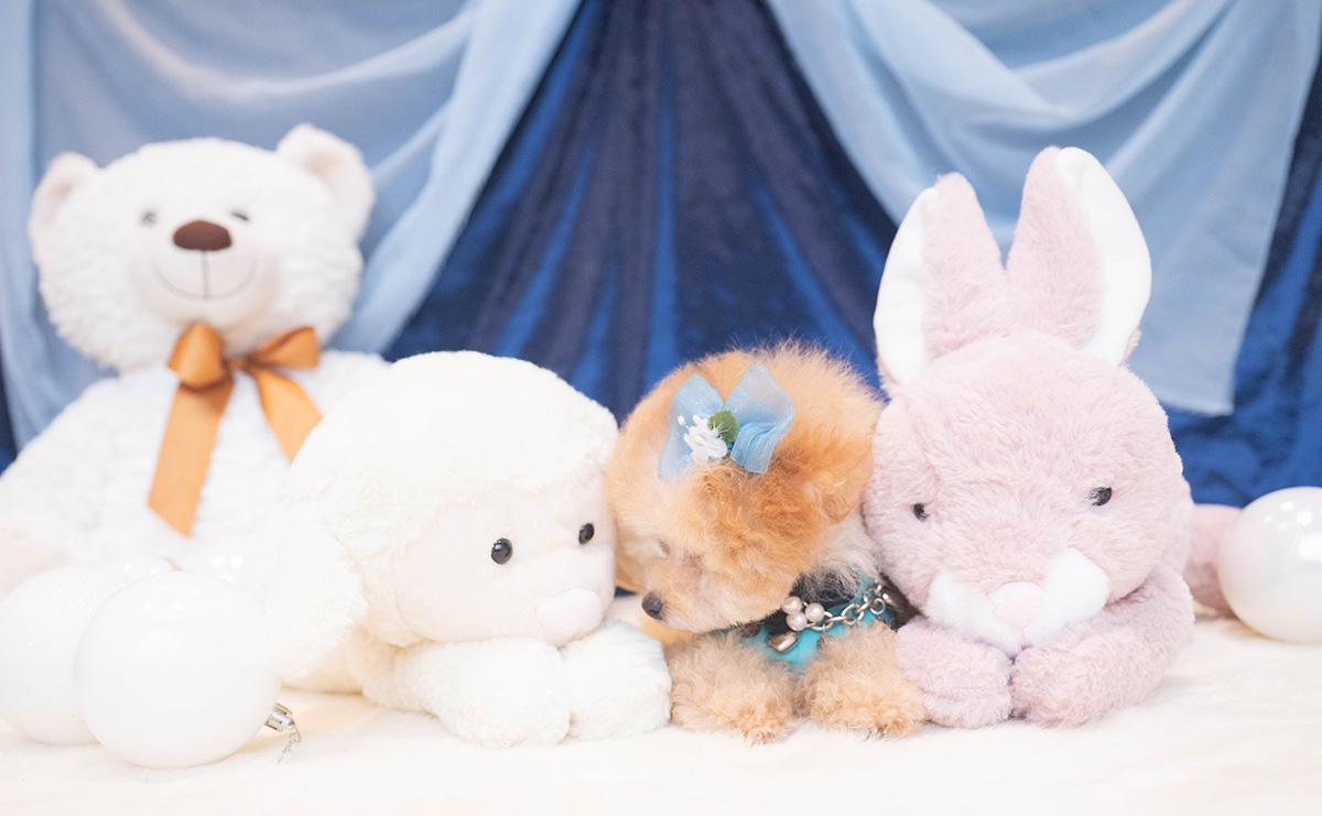 ティーカッププードルのアプリコットの男の子｜2025年9月27日生まれ｜No.11018｜画像8枚目