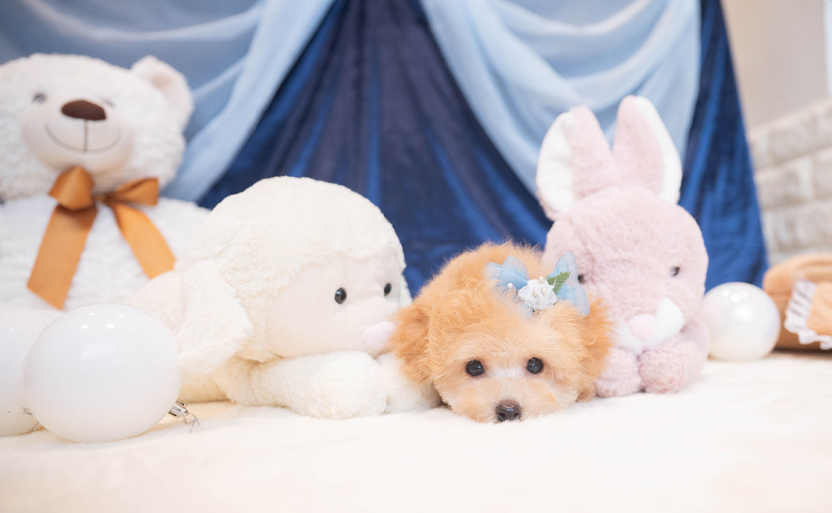 ティーカッププードルのアプリコットの男の子｜2025年9月27日生まれ｜No.11018｜画像1枚目