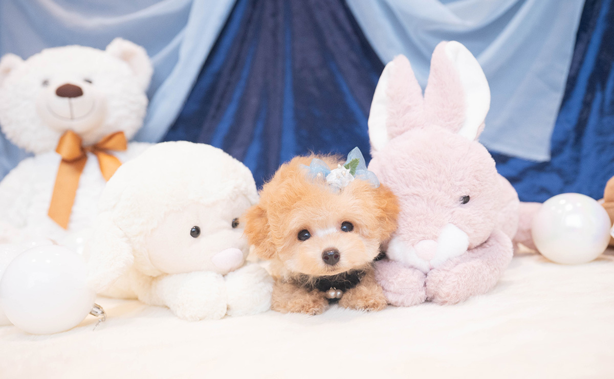 ティーカッププードルのアプリコットの男の子｜2025年9月27日生まれ｜No.11018｜画像0枚目