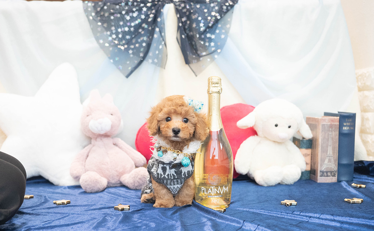 トイプードルのアプリコットの男の子｜2025年10月25日生まれ｜No.11022｜画像1枚目