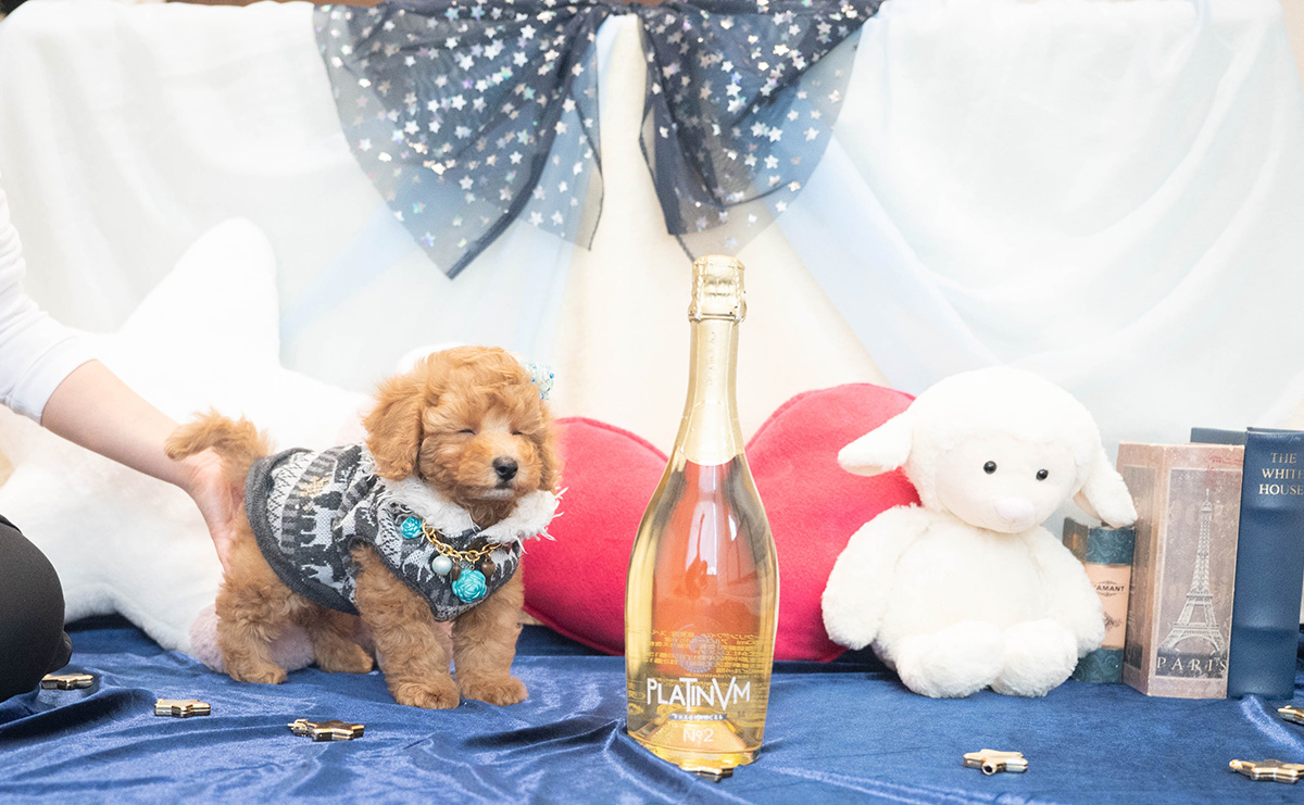 トイプードルのアプリコットの男の子｜2025年10月25日生まれ｜No.11022｜画像2枚目