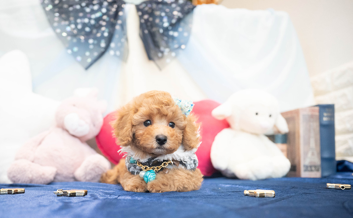 トイプードルのアプリコットの男の子｜2025年10月25日生まれ｜No.11022｜画像3枚目