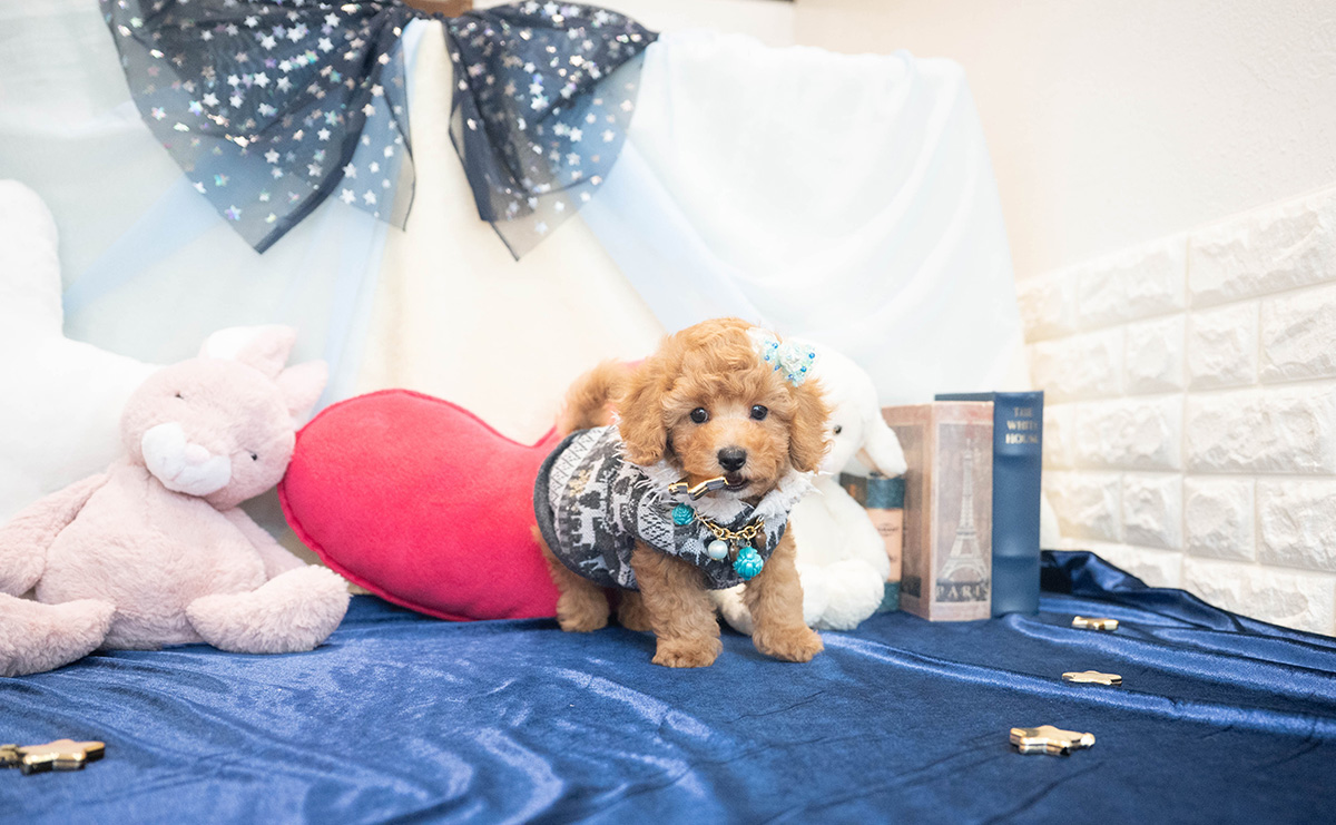 トイプードルのアプリコットの男の子｜2025年10月25日生まれ｜No.11022｜画像4枚目