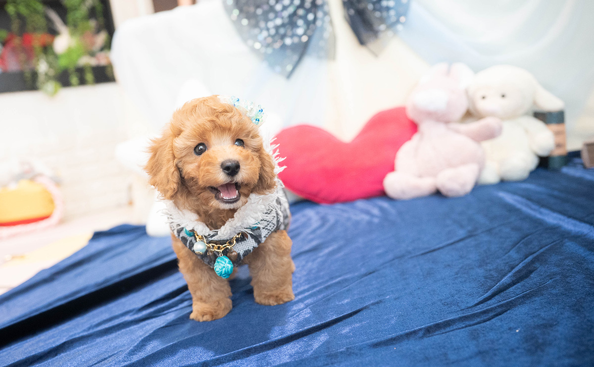 トイプードルのアプリコットの男の子｜2025年10月25日生まれ｜No.11022｜画像5枚目