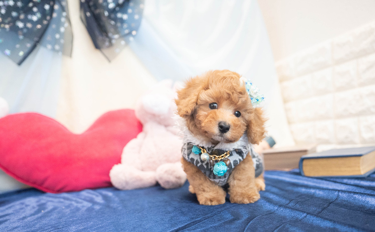 トイプードルのアプリコットの男の子｜2025年10月25日生まれ｜No.11022｜画像0枚目
