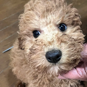 トイプードルのアプリコットの男の子｜2025年9月21日生まれ｜No.11025｜画像1枚目