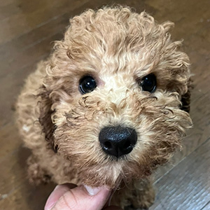 トイプードルのアプリコットの男の子｜2025年9月21日生まれ｜No.11025｜画像2枚目