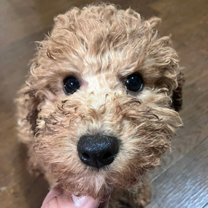 トイプードルのアプリコットの男の子｜2025年9月21日生まれ｜No.11025｜画像3枚目