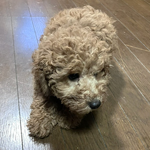 トイプードルのアプリコットの男の子｜2025年9月21日生まれ｜No.11025｜画像4枚目