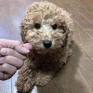 トイプードルのアプリコットの男の子｜2025年9月21日生まれ｜No.11025｜画像5枚目