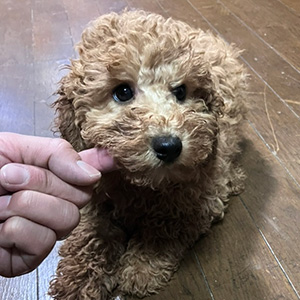 トイプードルのアプリコットの男の子｜2025年9月21日生まれ｜No.11025｜画像6枚目