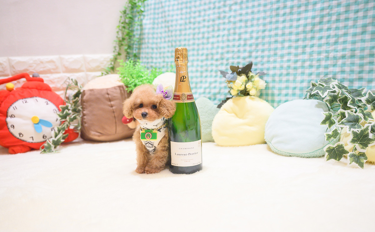 ティーカッププードルのアプリコットの男の子｜2025年10月18日生まれ｜No.11026｜画像2枚目