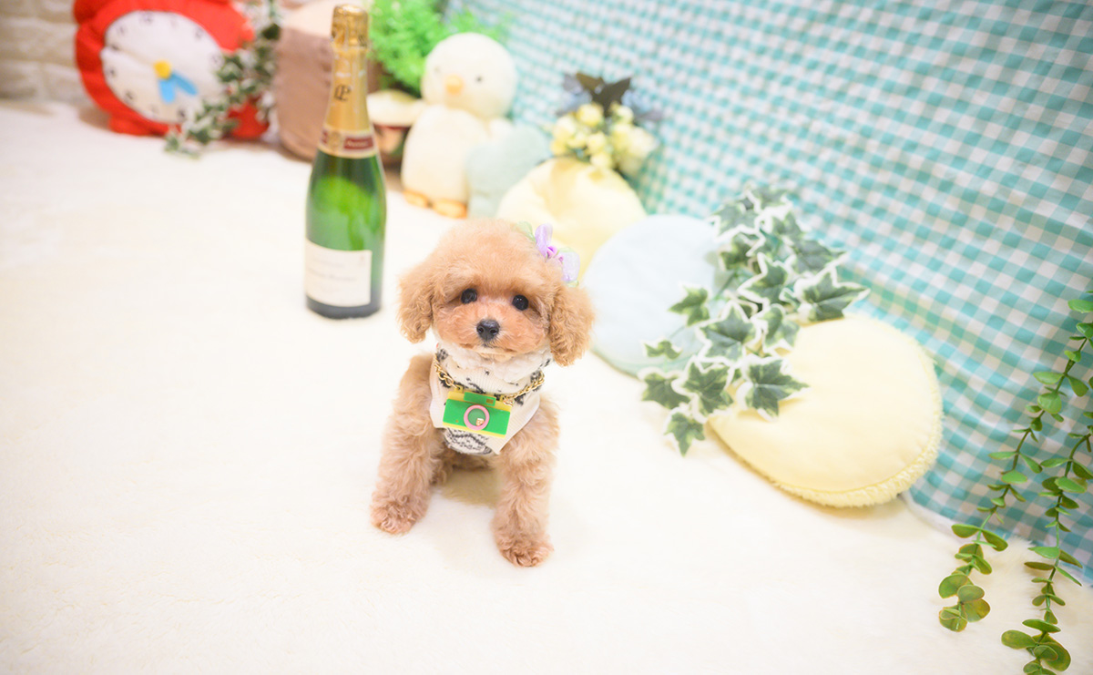 ティーカッププードルのアプリコットの男の子｜2025年10月18日生まれ｜No.11026｜画像0枚目