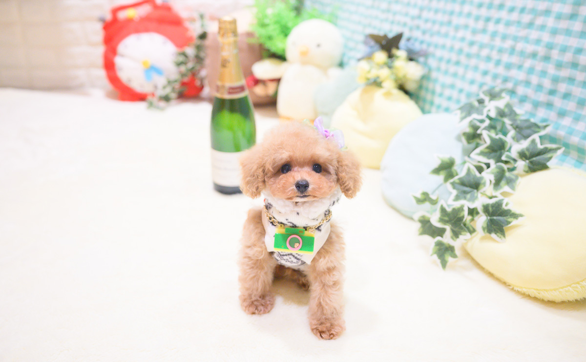 ティーカッププードルのアプリコットの男の子｜2025年10月18日生まれ｜No.11026｜画像3枚目