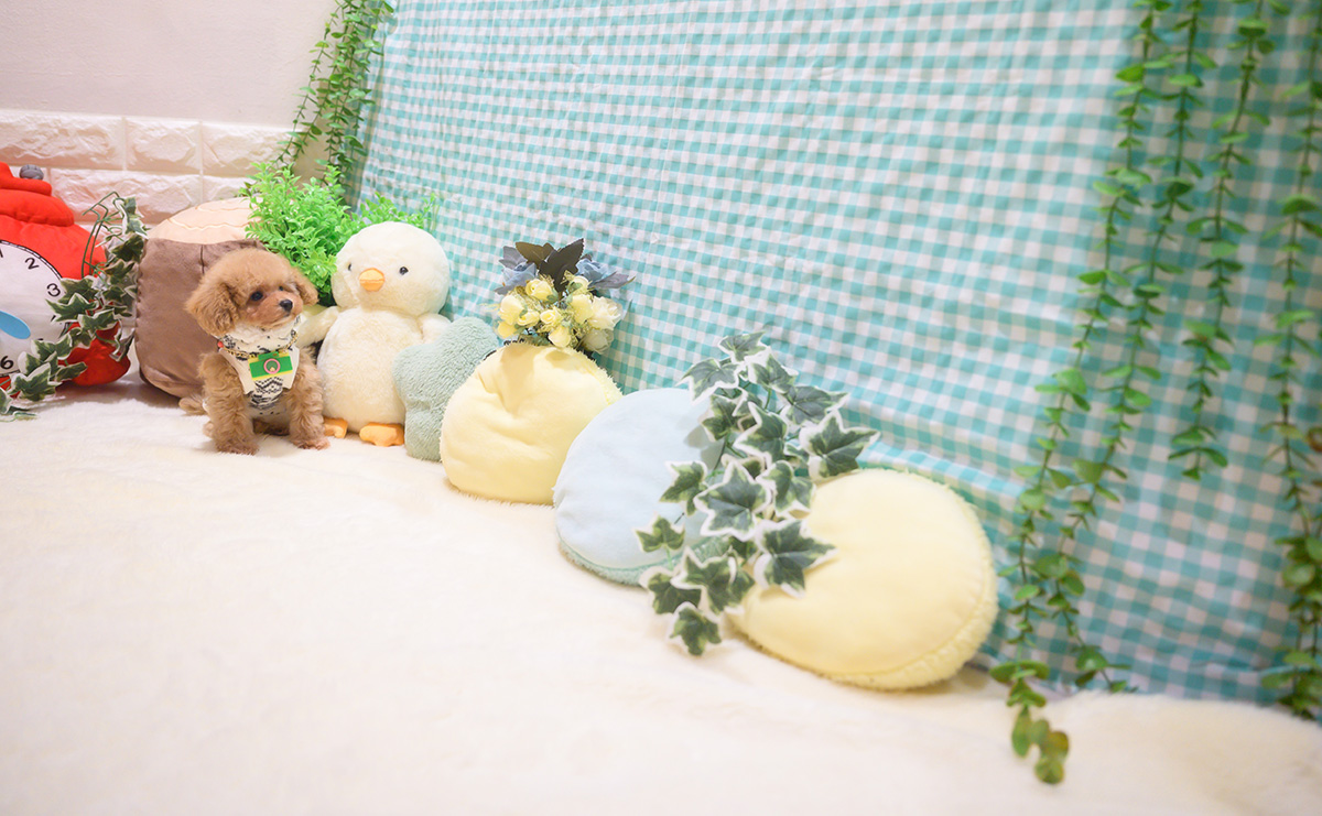 ティーカッププードルのアプリコットの男の子｜2025年10月18日生まれ｜No.11026｜画像4枚目