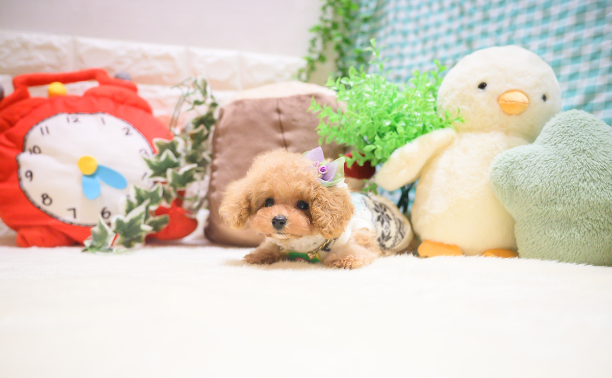 ティーカッププードルのアプリコットの男の子｜2025年10月18日生まれ｜No.11026｜画像5枚目