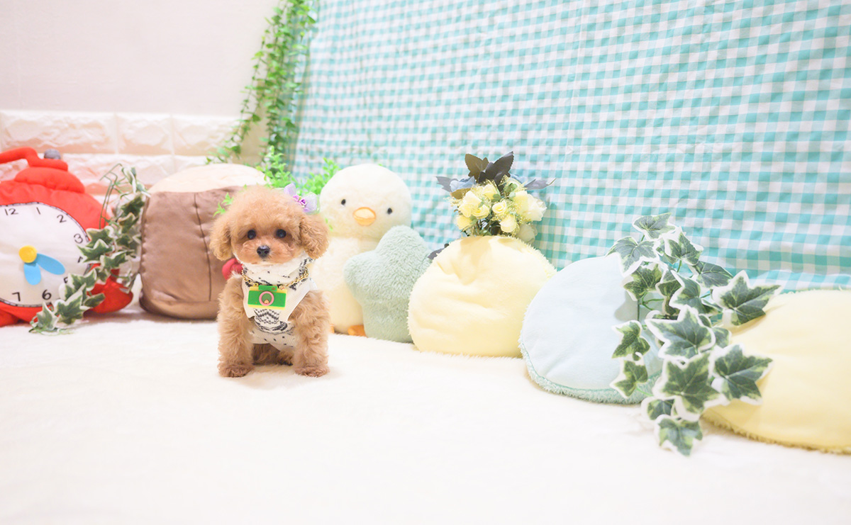 ティーカッププードルのアプリコットの男の子｜2025年10月18日生まれ｜No.11026｜画像6枚目