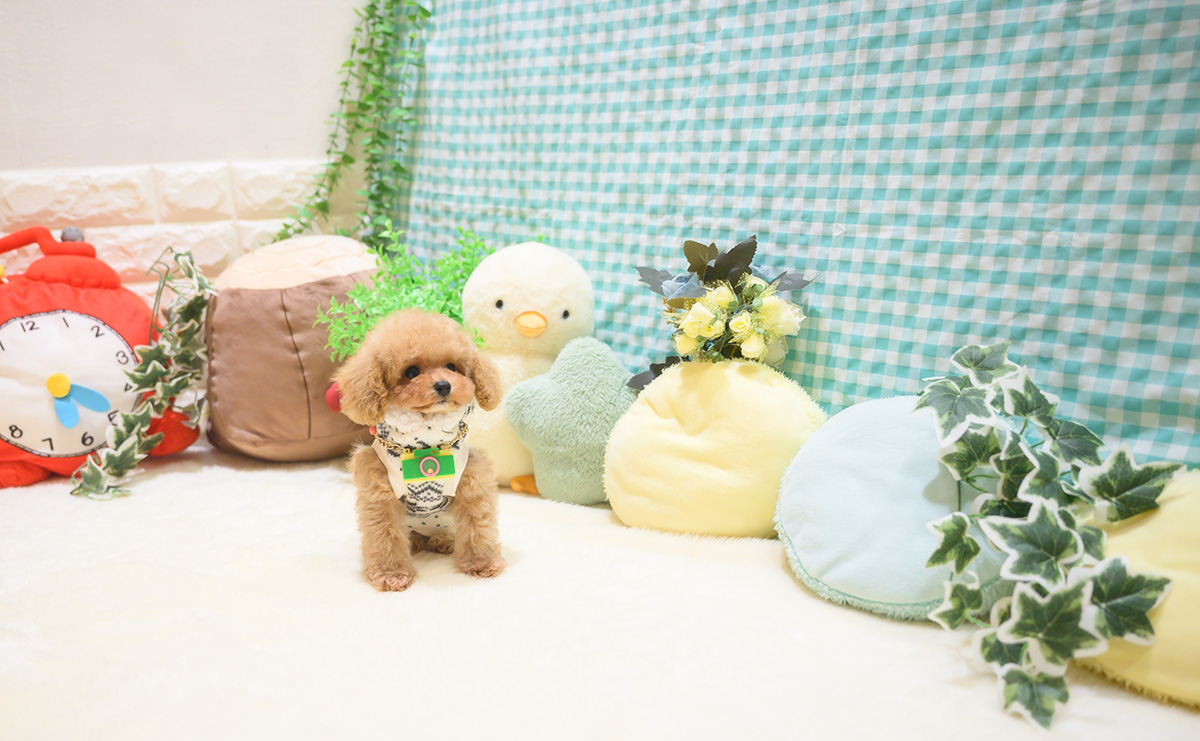 ティーカッププードルのアプリコットの男の子｜2025年10月18日生まれ｜No.11026｜画像7枚目