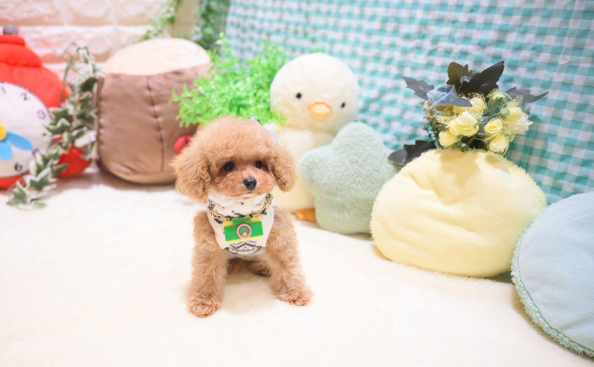 ティーカッププードルのアプリコットの男の子｜2025年10月18日生まれ｜No.11026｜画像8枚目