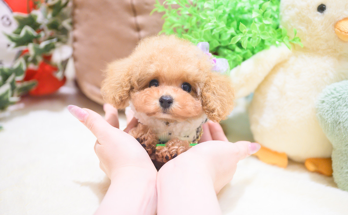 ティーカッププードルのアプリコットの男の子｜2025年10月18日生まれ｜No.11026｜画像10枚目