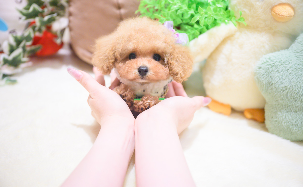 ティーカッププードルのアプリコットの男の子｜2025年10月18日生まれ｜No.11026｜画像11枚目