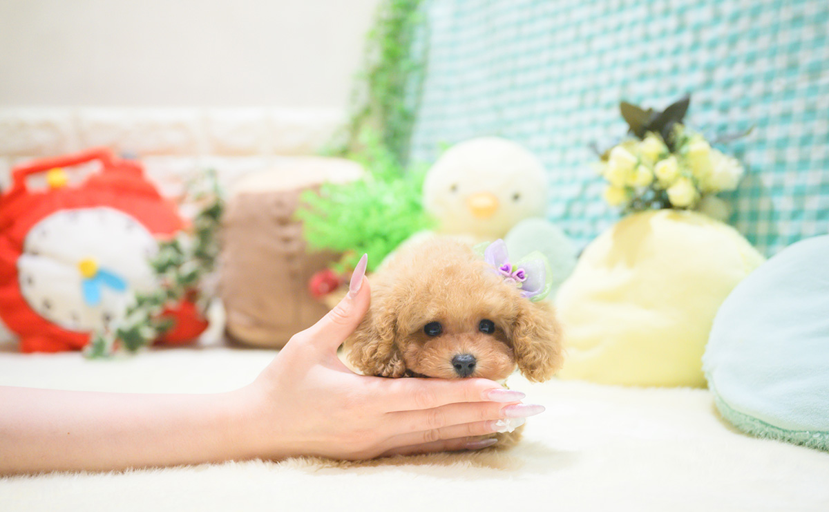 ティーカッププードルのアプリコットの男の子｜2025年10月18日生まれ｜No.11026｜画像9枚目