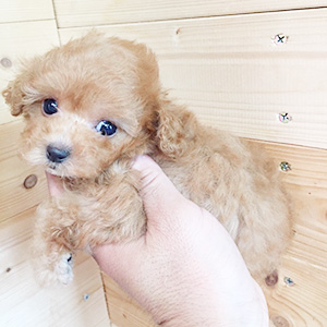 タイニープードルのアプリコットの女の子｜2025年11月18日生まれ｜No.11037｜画像0枚目