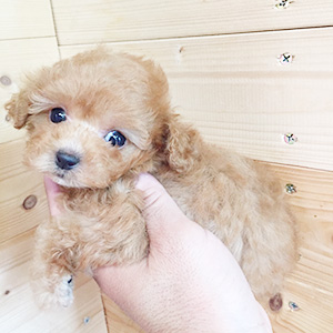 タイニープードルのアプリコットの女の子｜2025年11月18日生まれ｜No.11037｜画像1枚目