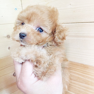 タイニープードルのアプリコットの女の子｜2025年11月18日生まれ｜No.11037｜画像2枚目