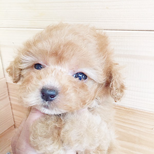 タイニープードルのアプリコットの女の子｜2025年11月18日生まれ｜No.11037｜画像3枚目