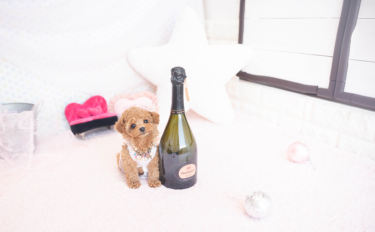 ティーカッププードルのアプリコットの女の子｜2025年11月5日生まれ｜No.11038｜画像1枚目