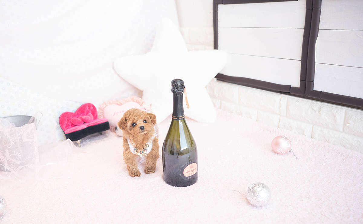 ティーカッププードルのアプリコットの女の子｜2025年11月5日生まれ｜No.11038｜画像2枚目