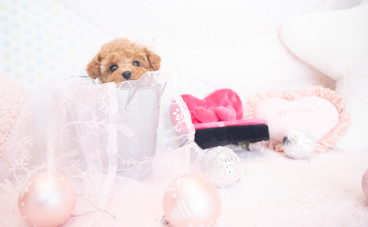 ティーカッププードルのアプリコットの女の子｜2025年11月5日生まれ｜No.11038｜画像0枚目