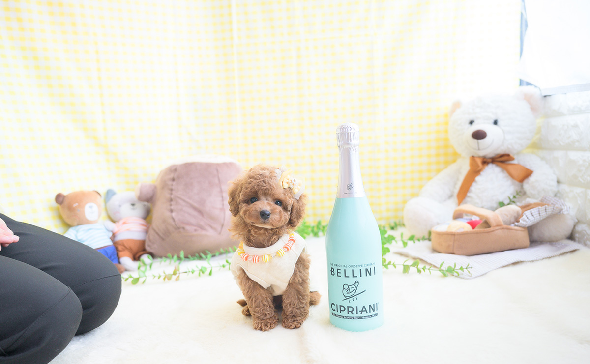 タイニープードルのアプリコットの男の子｜2025年11月5日生まれ｜No.11041｜画像0枚目